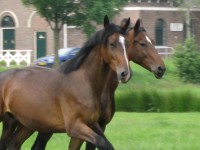 /album/fotos/zepgroot-1-jpg/